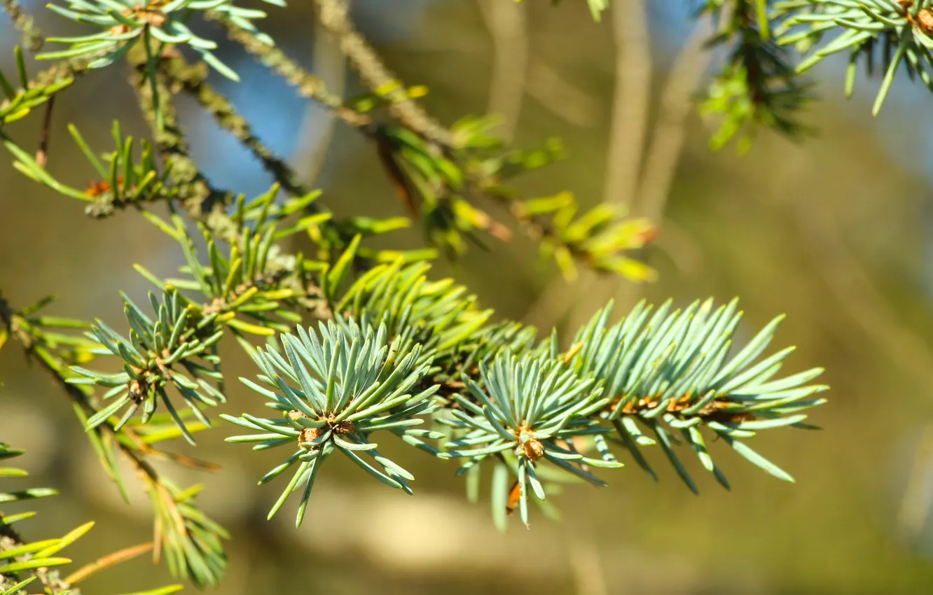 Photo wallpaper green, pine, twig