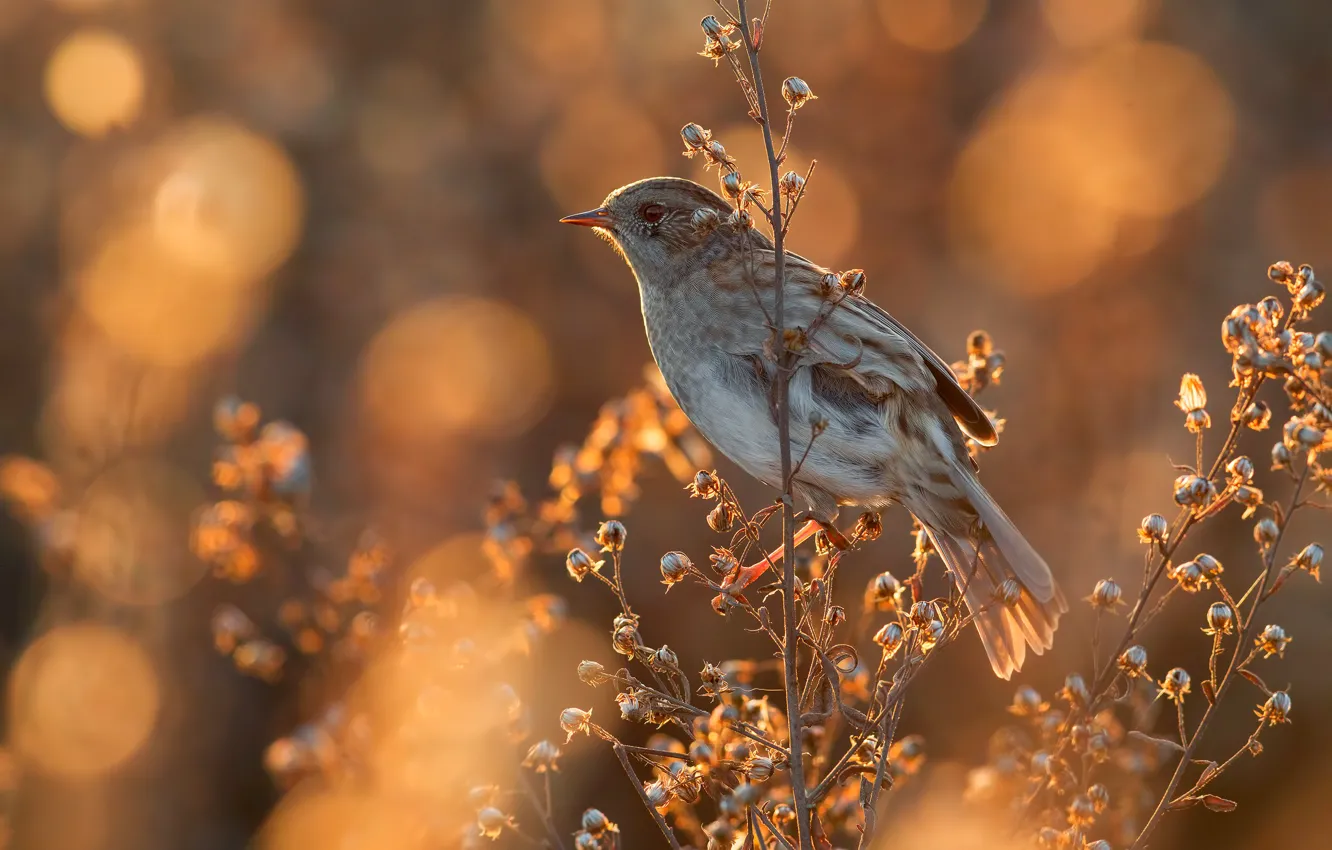 Photo wallpaper light, branches, glare, sprig, bird, plant, bokeh, forest Accentor