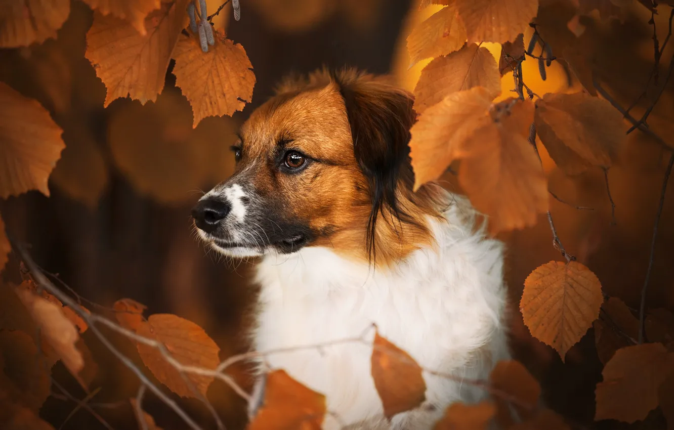 Photo wallpaper autumn, face, leaves, branches, dog
