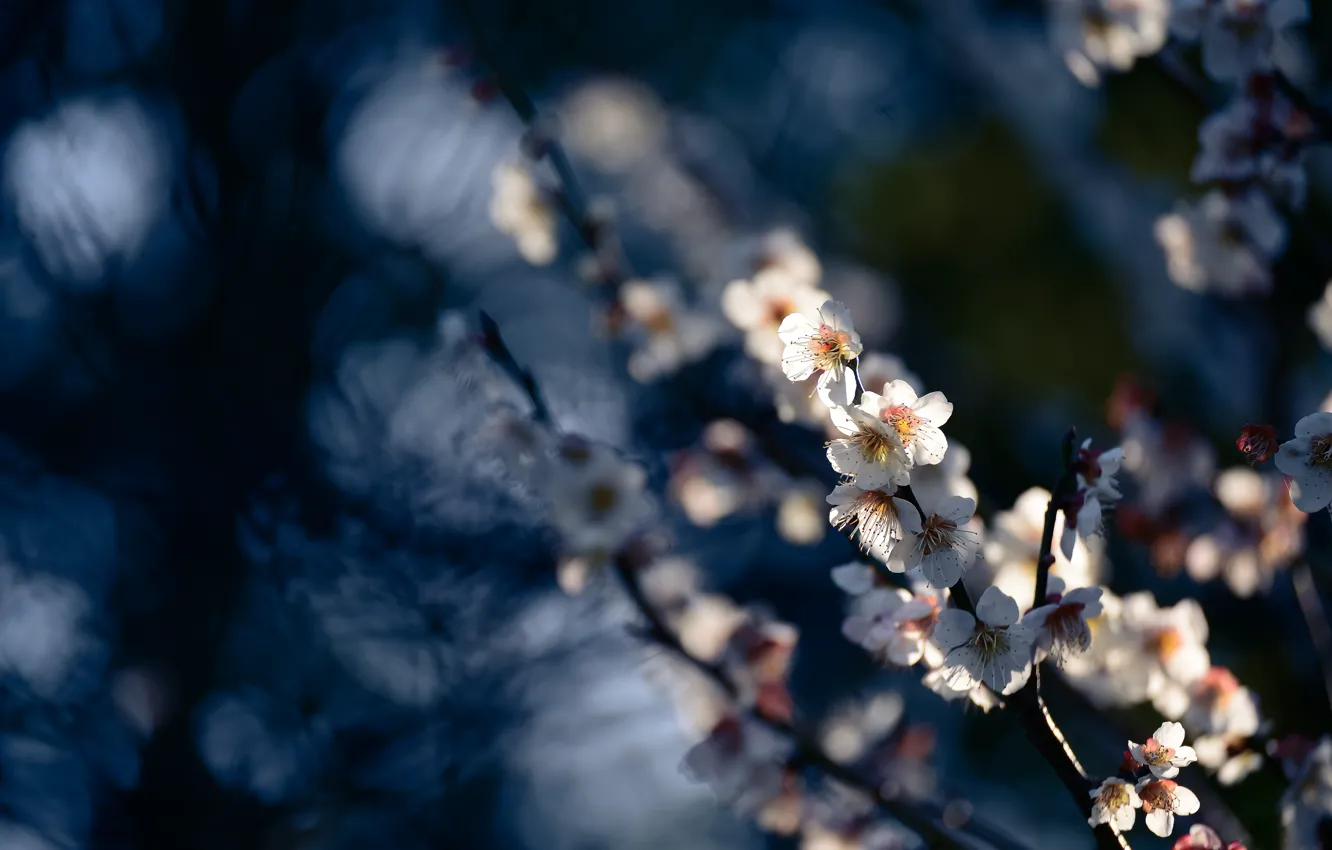 Photo wallpaper light, flowers, branches, cherry, the dark background, blur, spring, Sakura