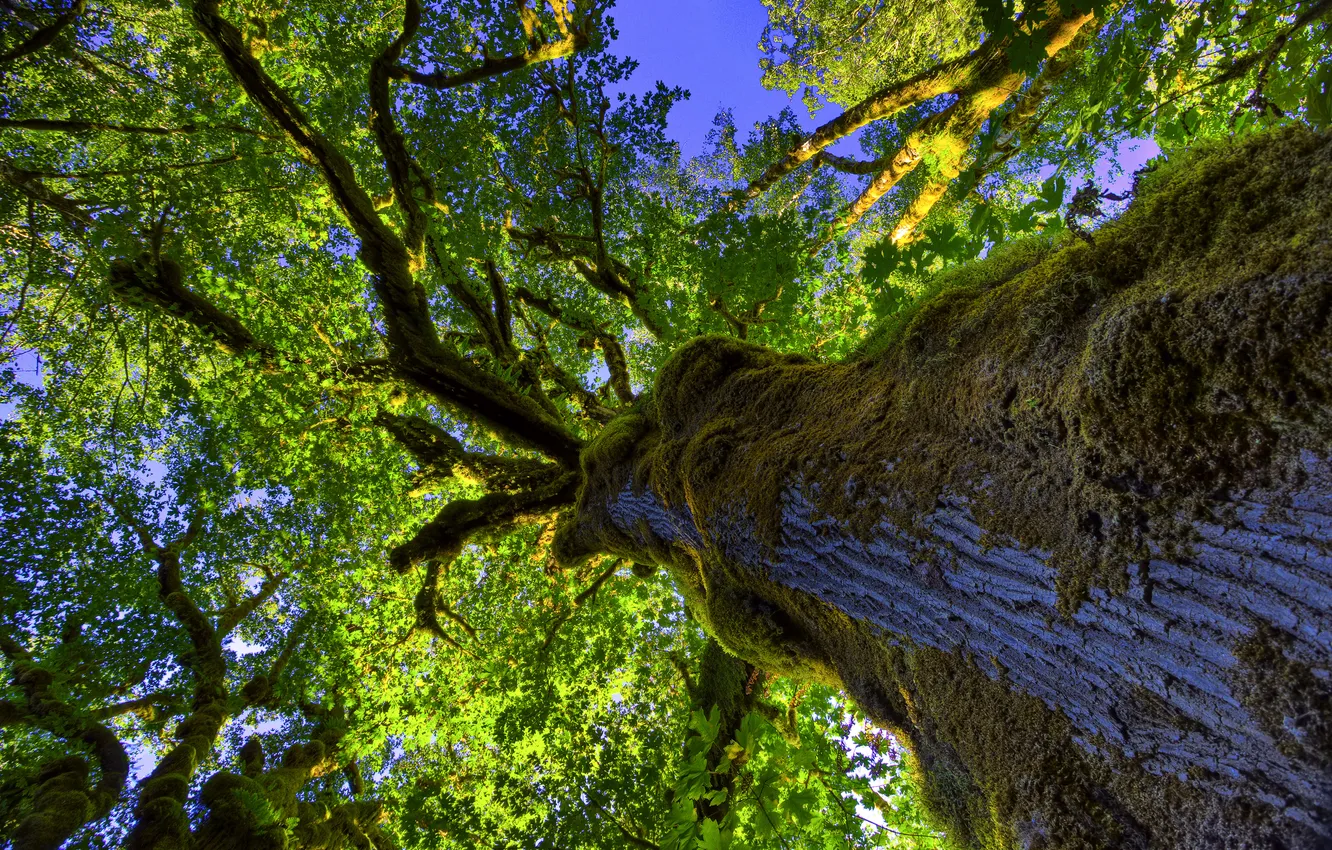 Photo wallpaper the sky, leaves, trees, moss, trunk, crown