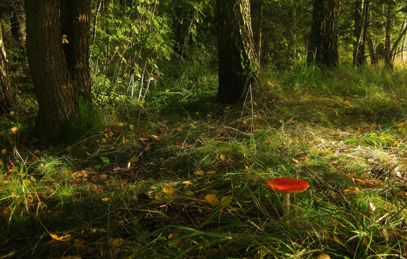 Photo wallpaper forest, grass, trees, nature, photo, mushrooms