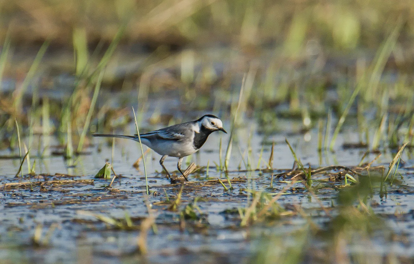 Photo wallpaper bird, swamp, spring, Wagtail
