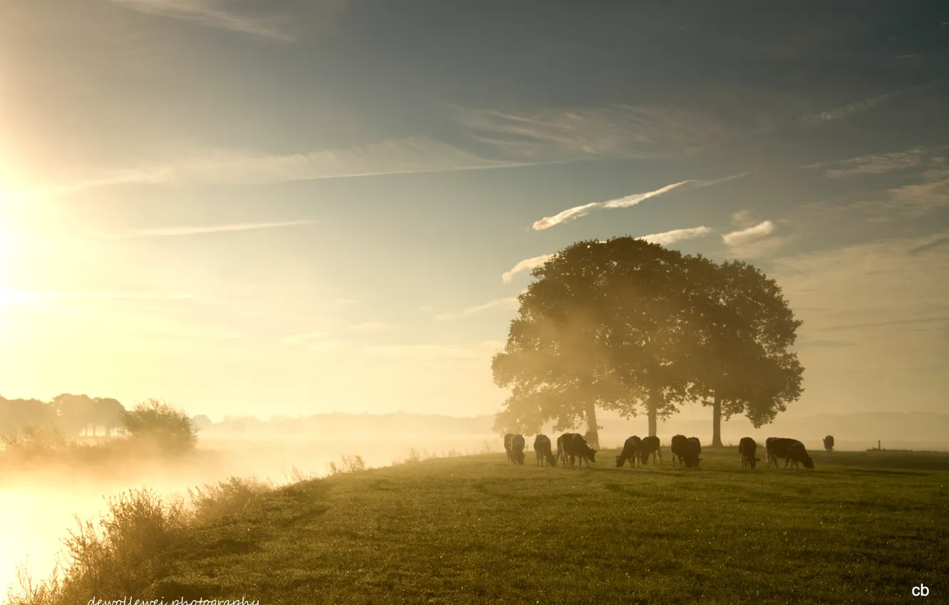 Photo wallpaper fog, dawn, cows, pasture, dervla, Dewollewei