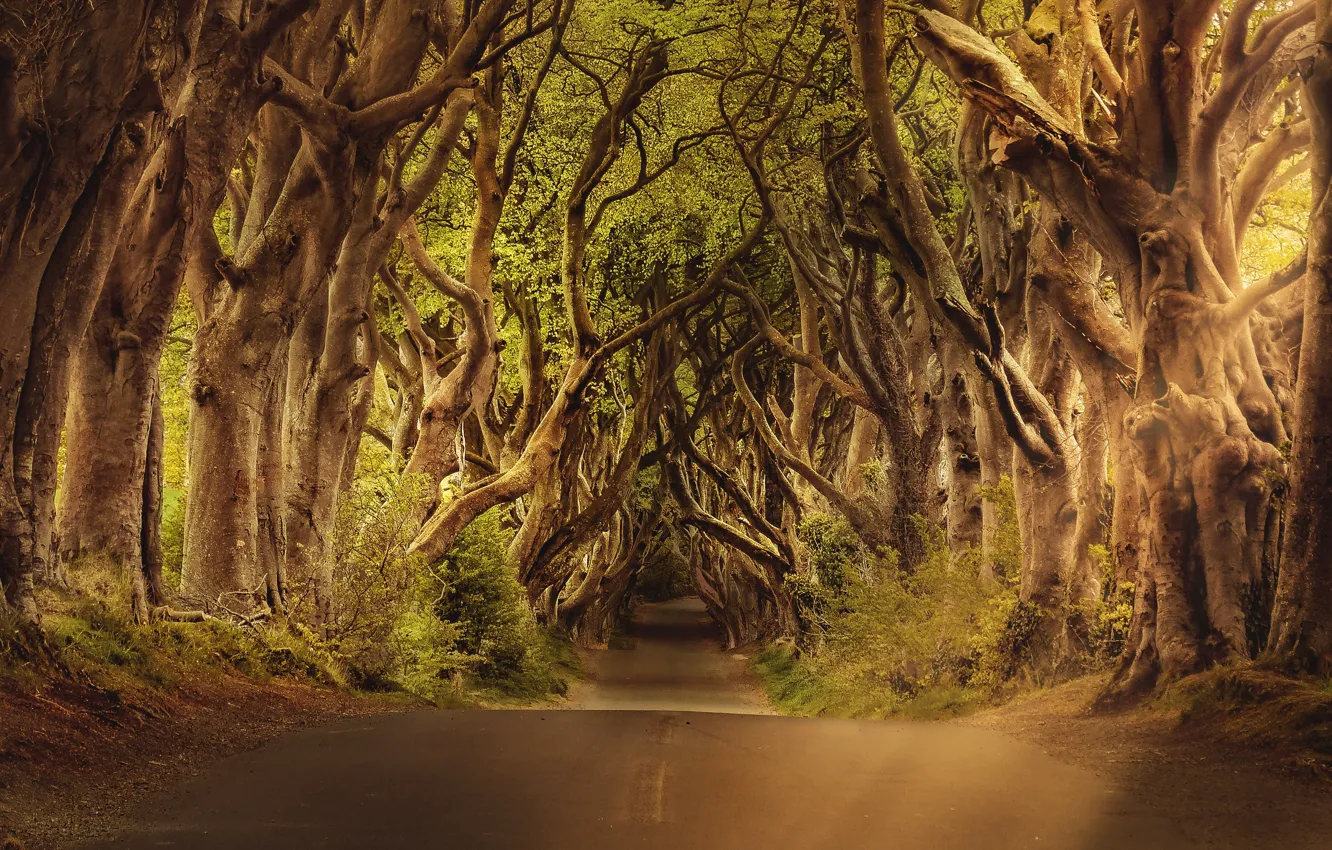 Photo wallpaper road, trees, branch, crown