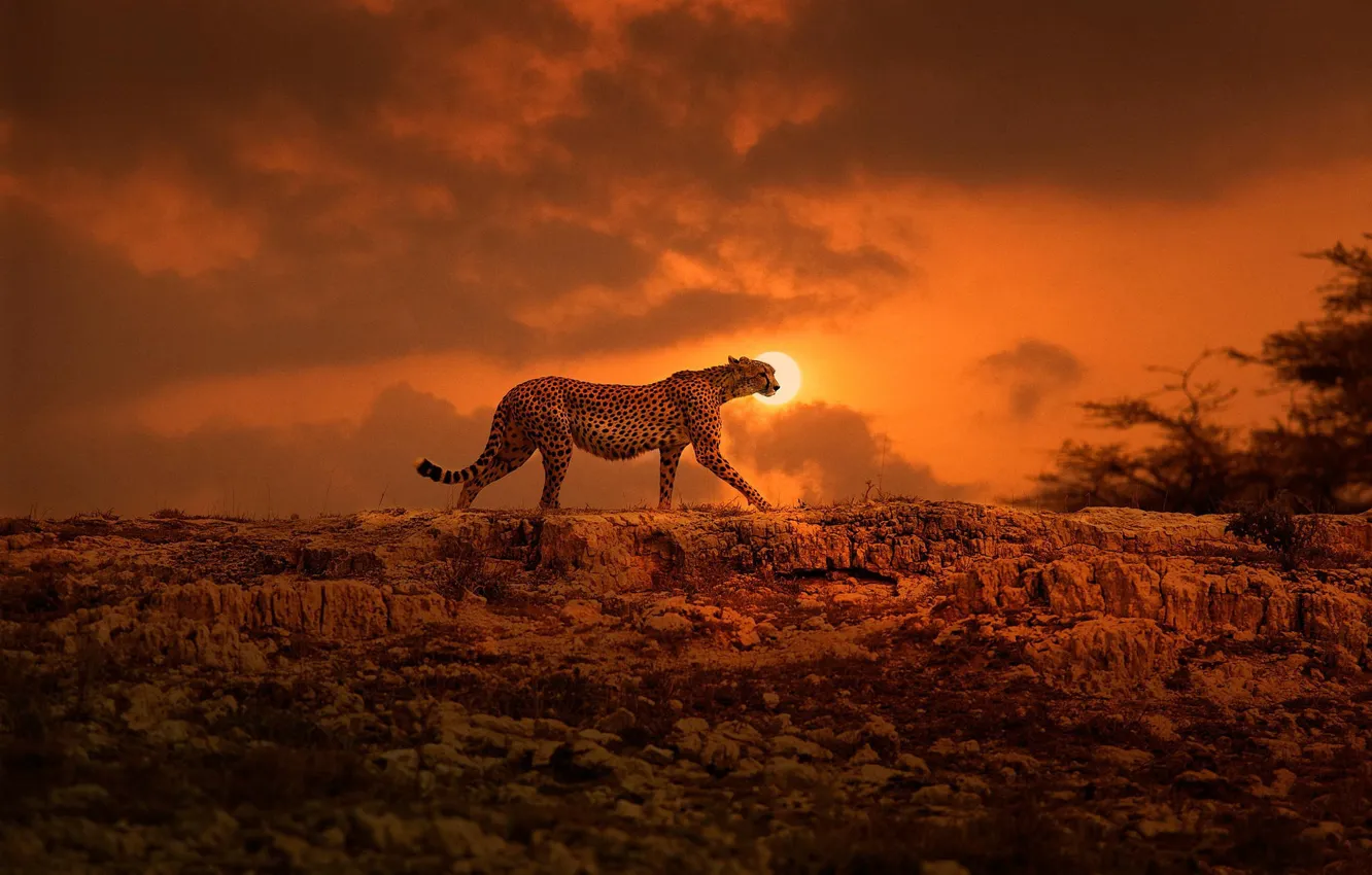 Photo wallpaper the sun, Cheetah, Africa, walk, big cat, Kenya
