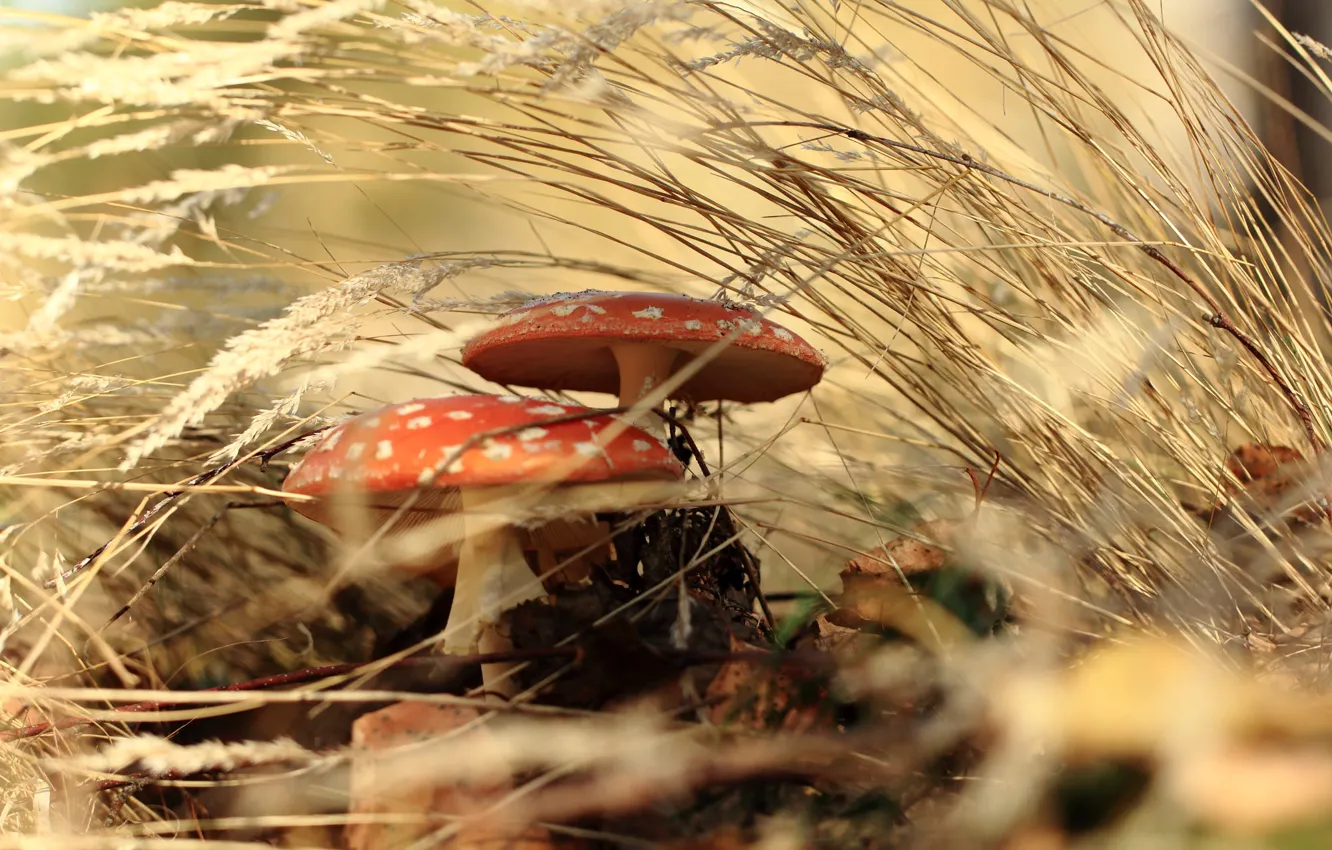 Photo wallpaper autumn, grass, nature, mushrooms, mushroom, Amanita, bokeh