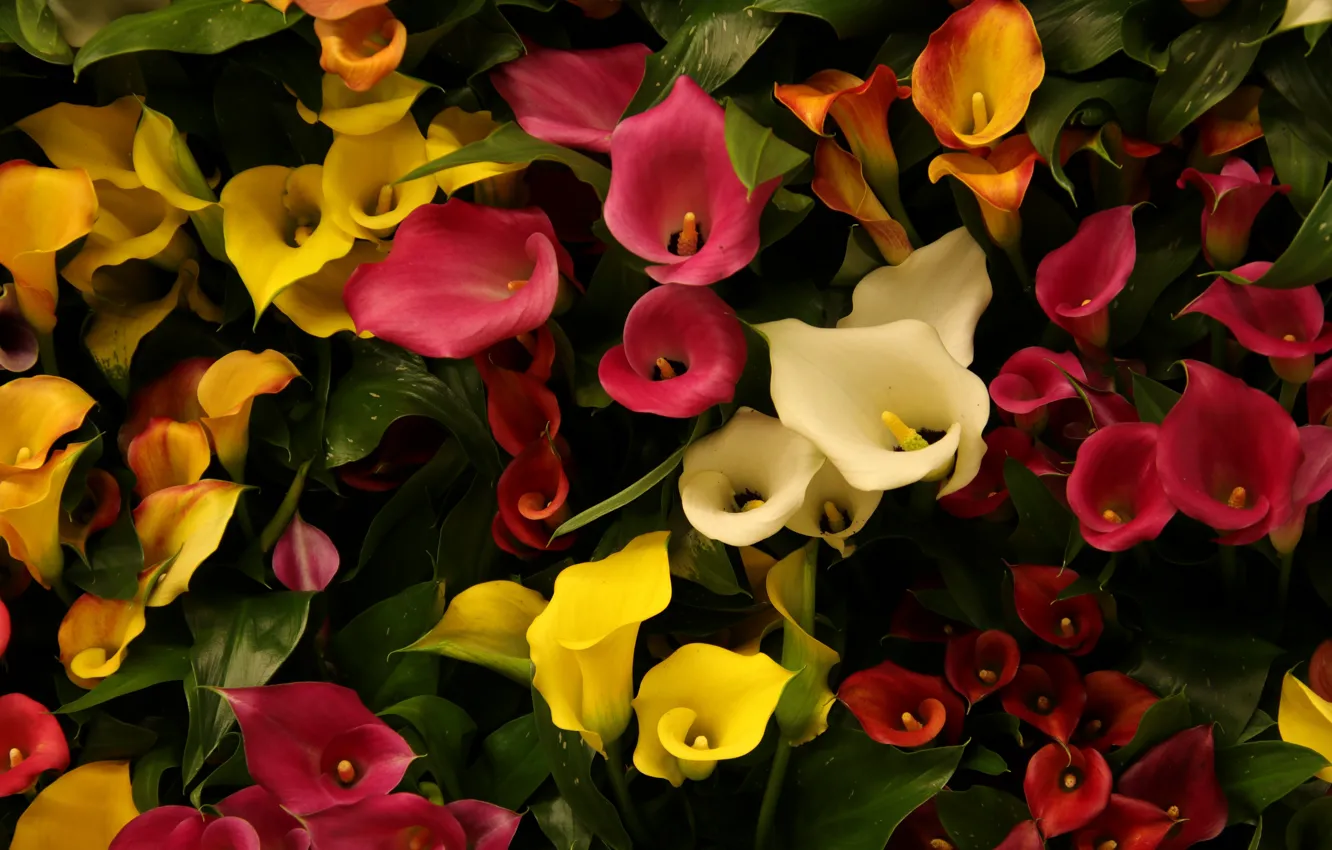 Photo wallpaper flowers, yellow, red, the dark background, white, flowerbed, different, a lot