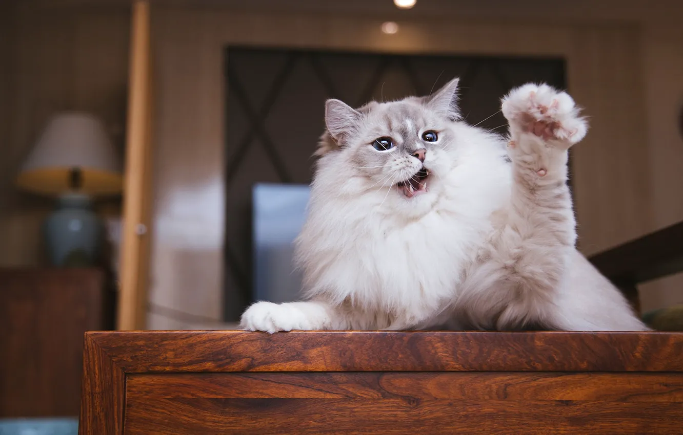 Photo wallpaper cat, cat, look, pose, face