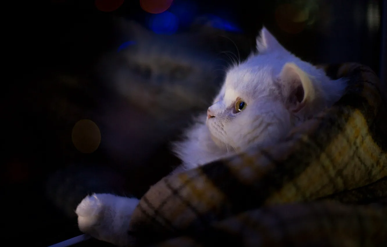 Photo wallpaper cat, cat, look, light, comfort, darkness, reflection, the dark background