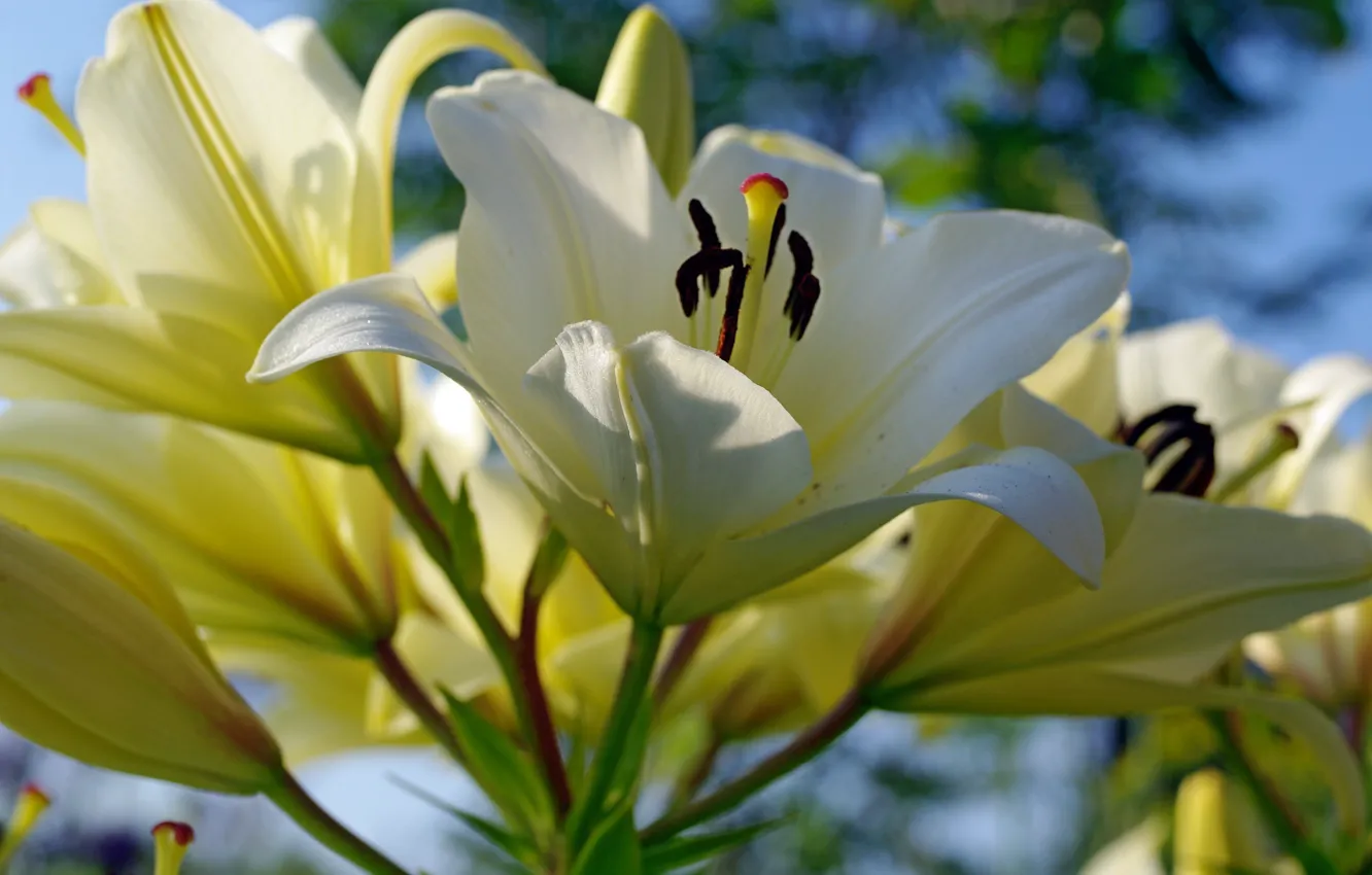 Photo wallpaper summer, flowers, nature, tenderness, Lily, beauty, plants, stamens