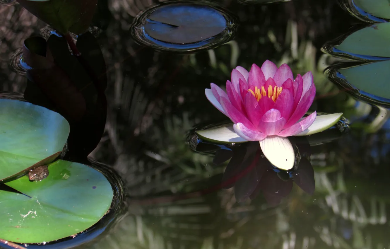 Photo wallpaper water, flowers, green, pond, frog, garden, Lily, pink