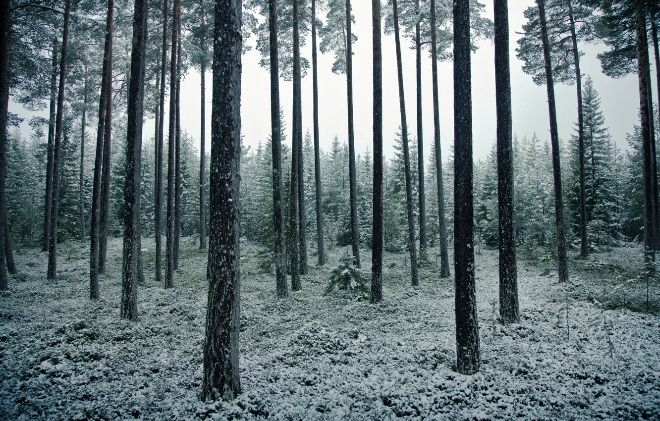 Photo wallpaper forest, snow, trees, may