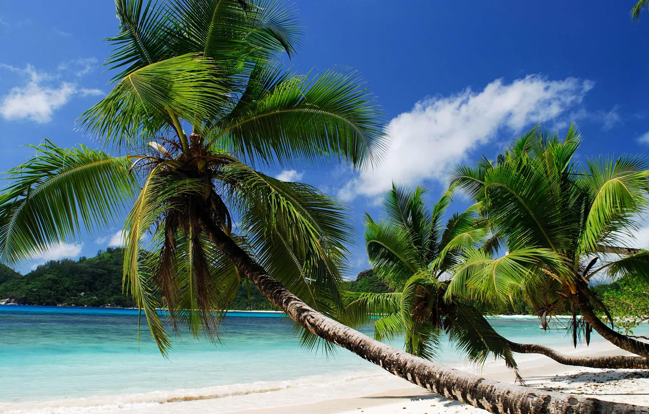 Photo wallpaper sand, sea, the sky, palm trees