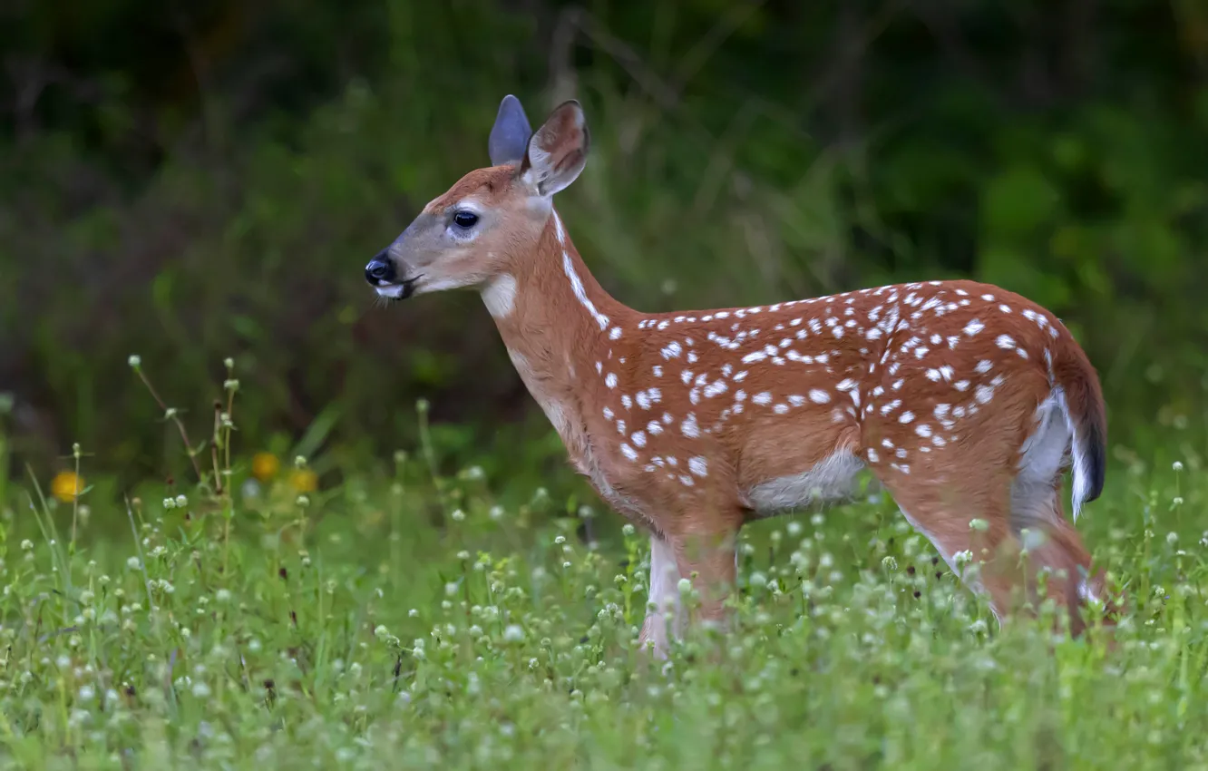Photo wallpaper summer, flowers, nature, deer, meadow, fawn, white-tailed deer