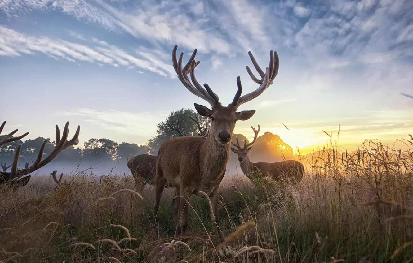 Photo wallpaper dawn, deer, wildlife