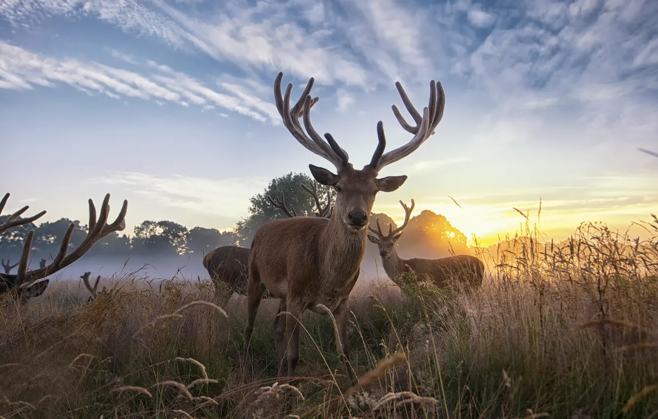 Photo wallpaper dawn, Deer, wildlife