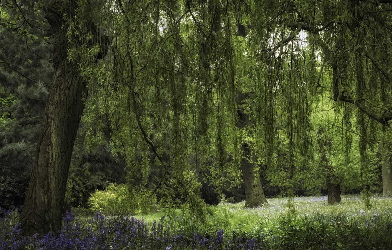 Photo wallpaper greens, grass, trees, Park, IVA