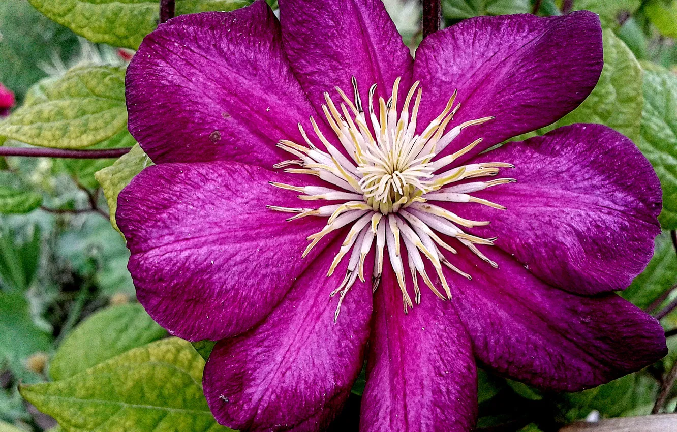 Photo wallpaper macro, flowers, nature