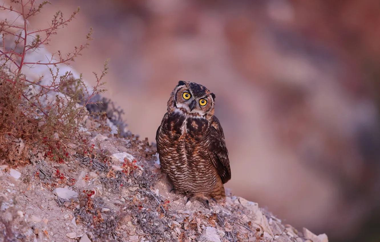 Photo wallpaper look, stones, owl, bird, slope, blurred background, bushes