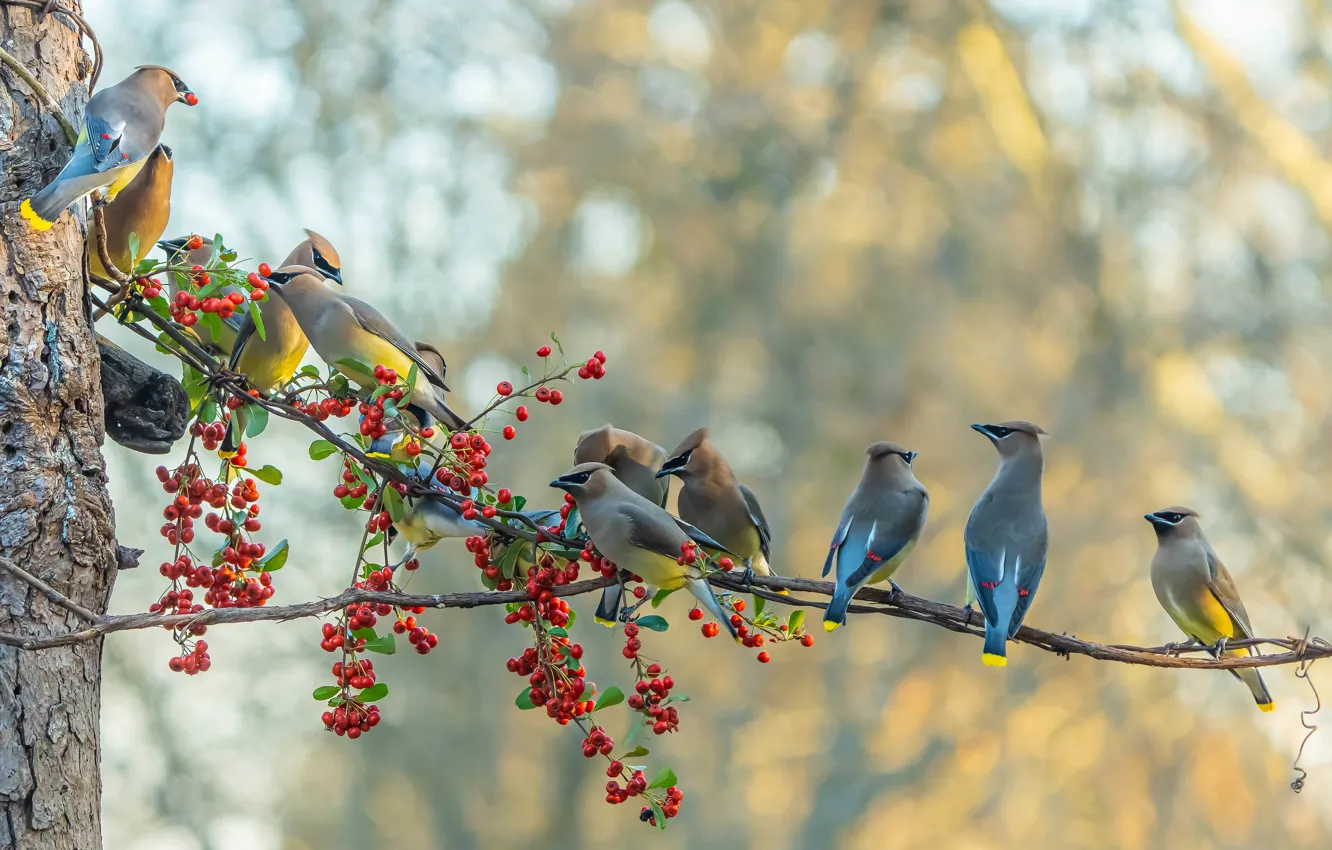 Photo wallpaper autumn, trees, branches, berries, background, bird, fruit, a lot