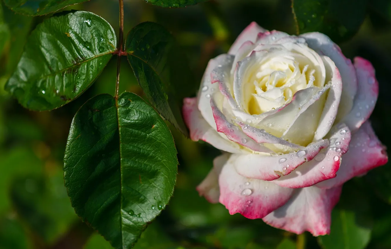 Photo wallpaper leaves, drops, macro, roses, buds
