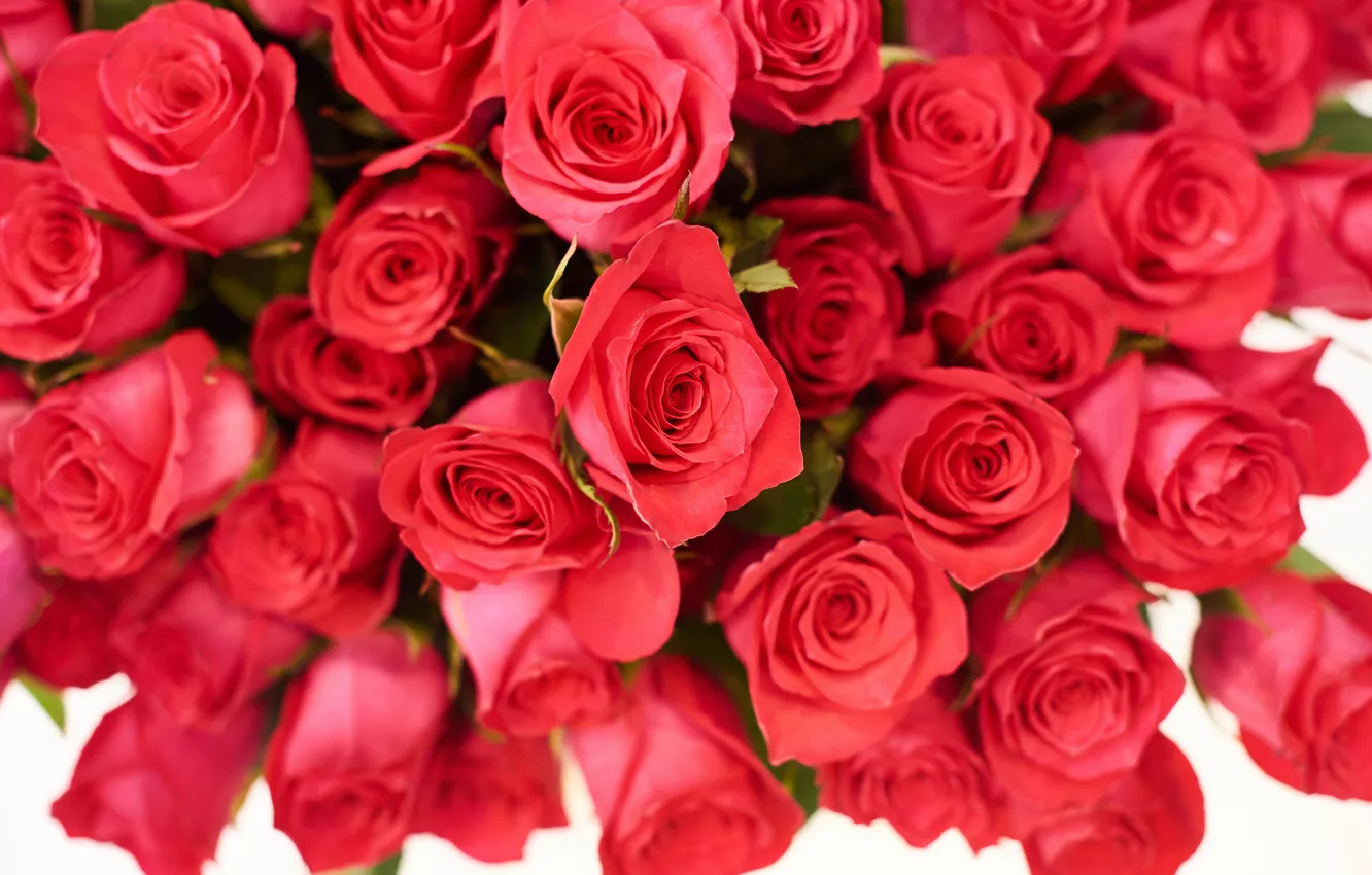 Photo wallpaper roses, bouquet, red, Olga Nosova