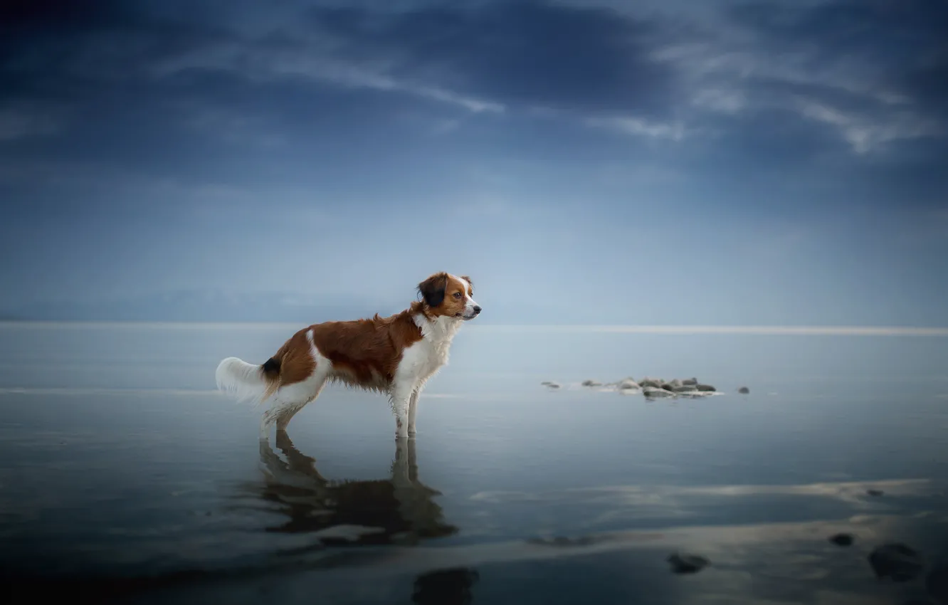 Photo wallpaper sea, look, each, dog