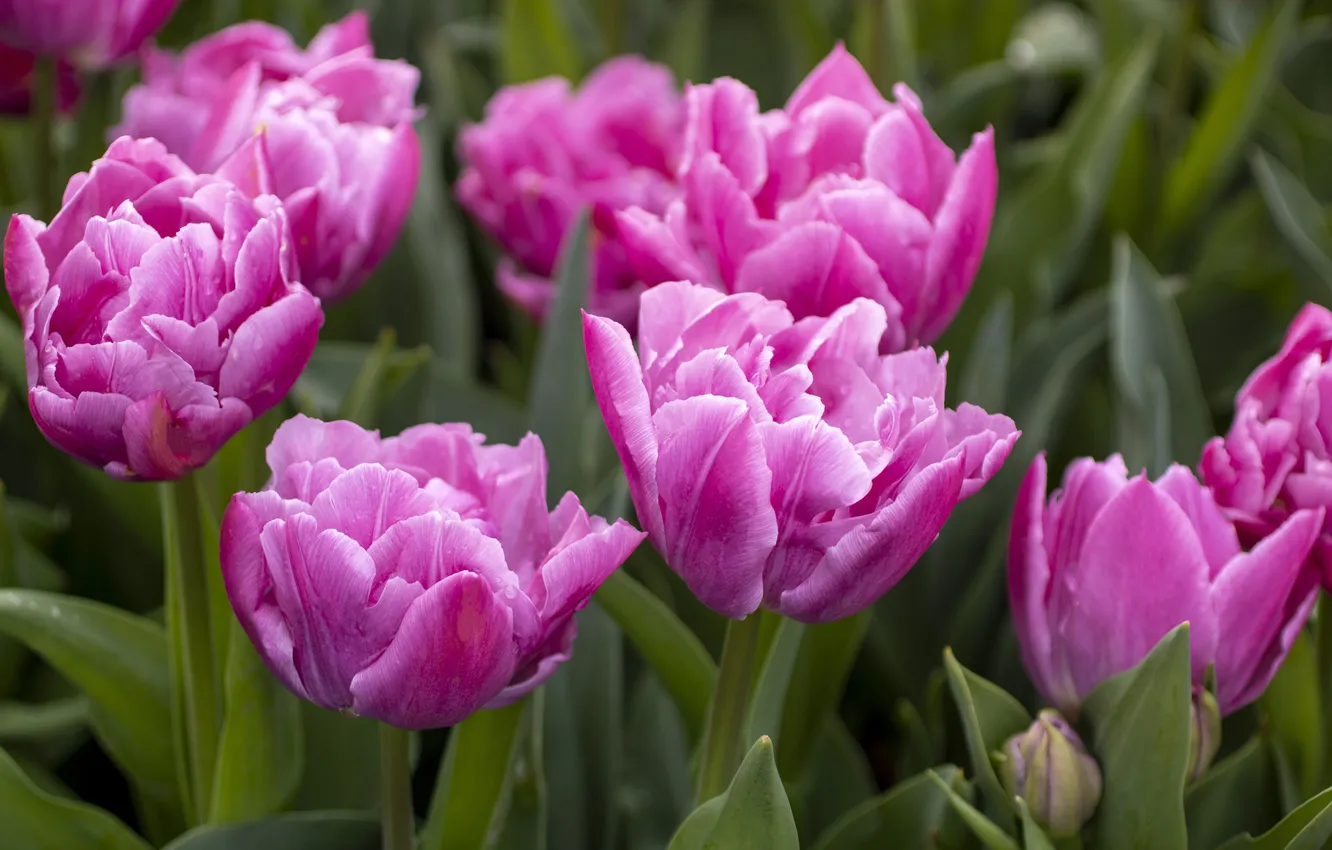 Photo wallpaper leaves, macro, flowers, spring, petals, tulips, pink, buds