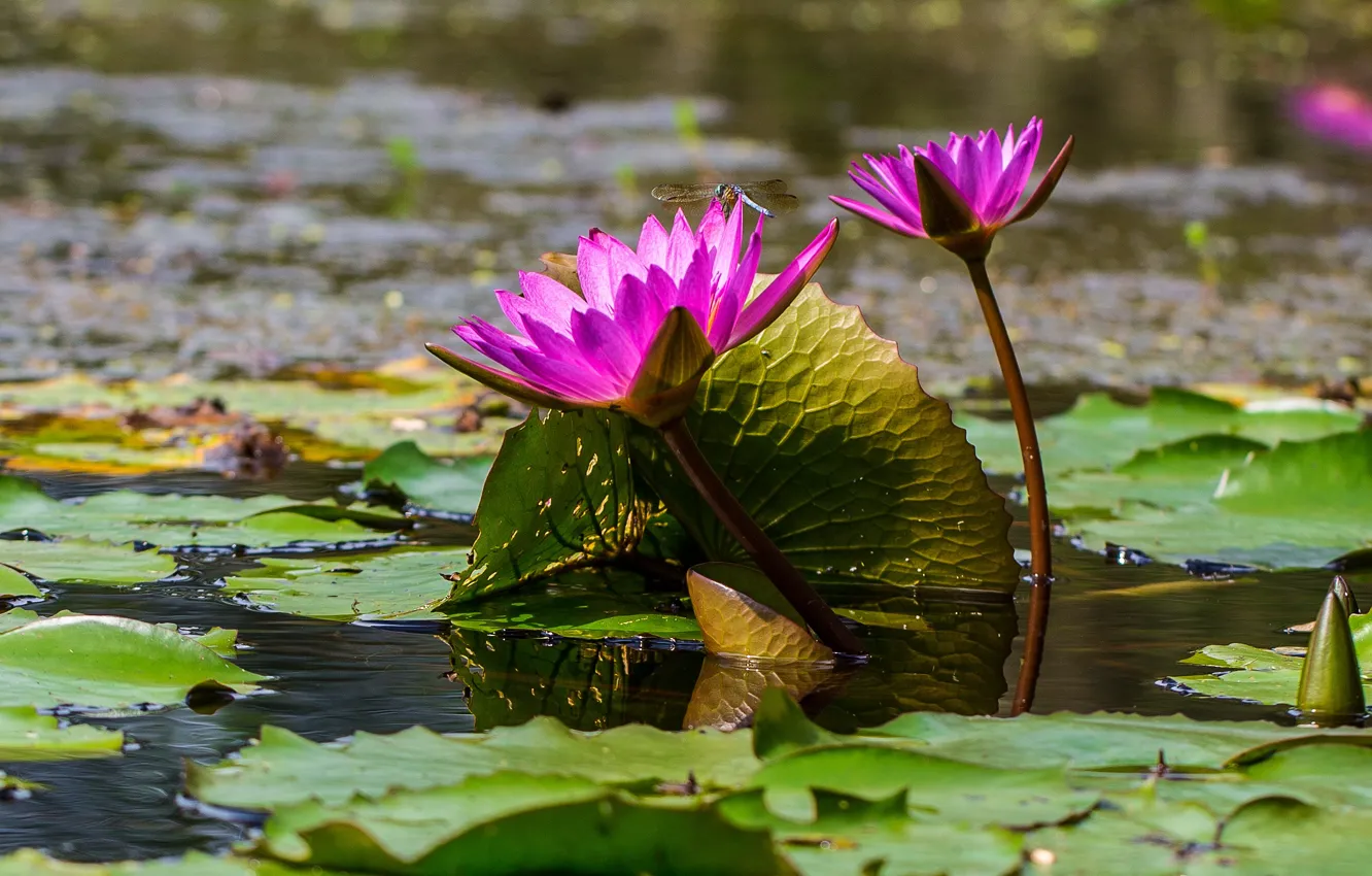 Photo wallpaper leaves, flowers, lake, pond, dragonfly, insect, water lilies, pond