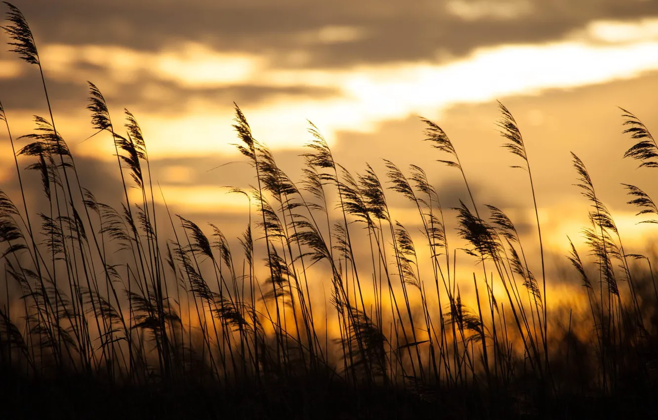 Photo wallpaper grass, sunrise, bokeh