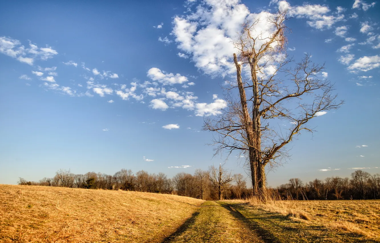 Photo wallpaper road, trees, landscape
