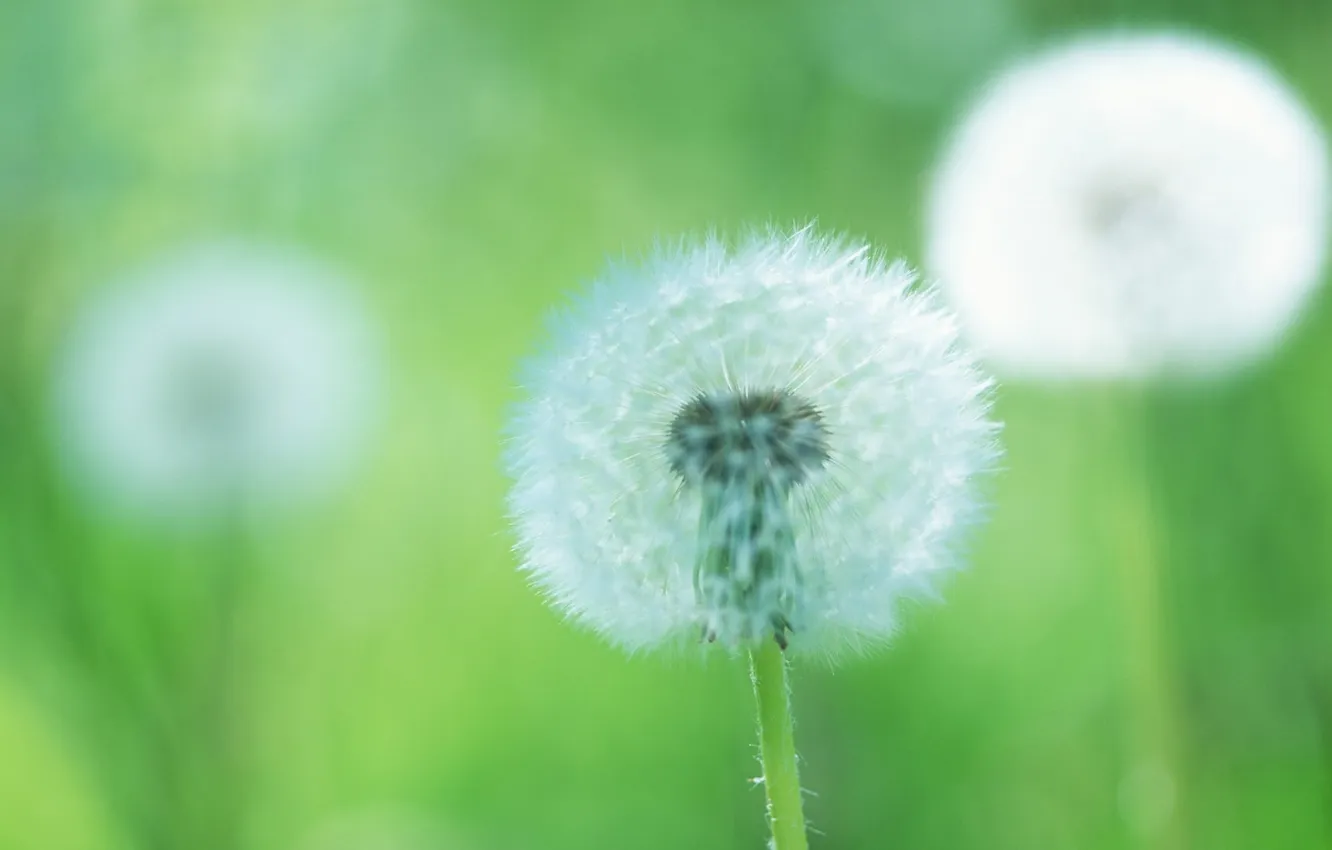 Photo wallpaper greens, macro, flowers, green, background, dandelion, plant, fuzzes