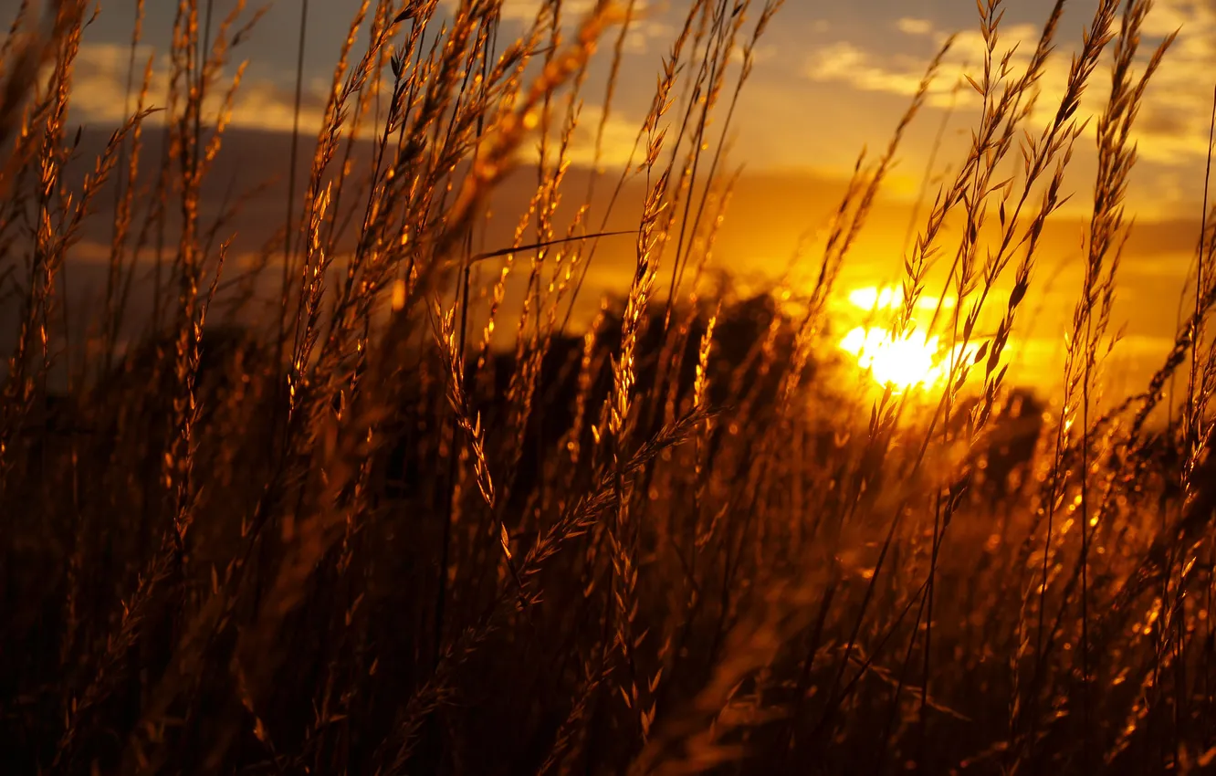Photo wallpaper the sky, grass, the sun, sunset