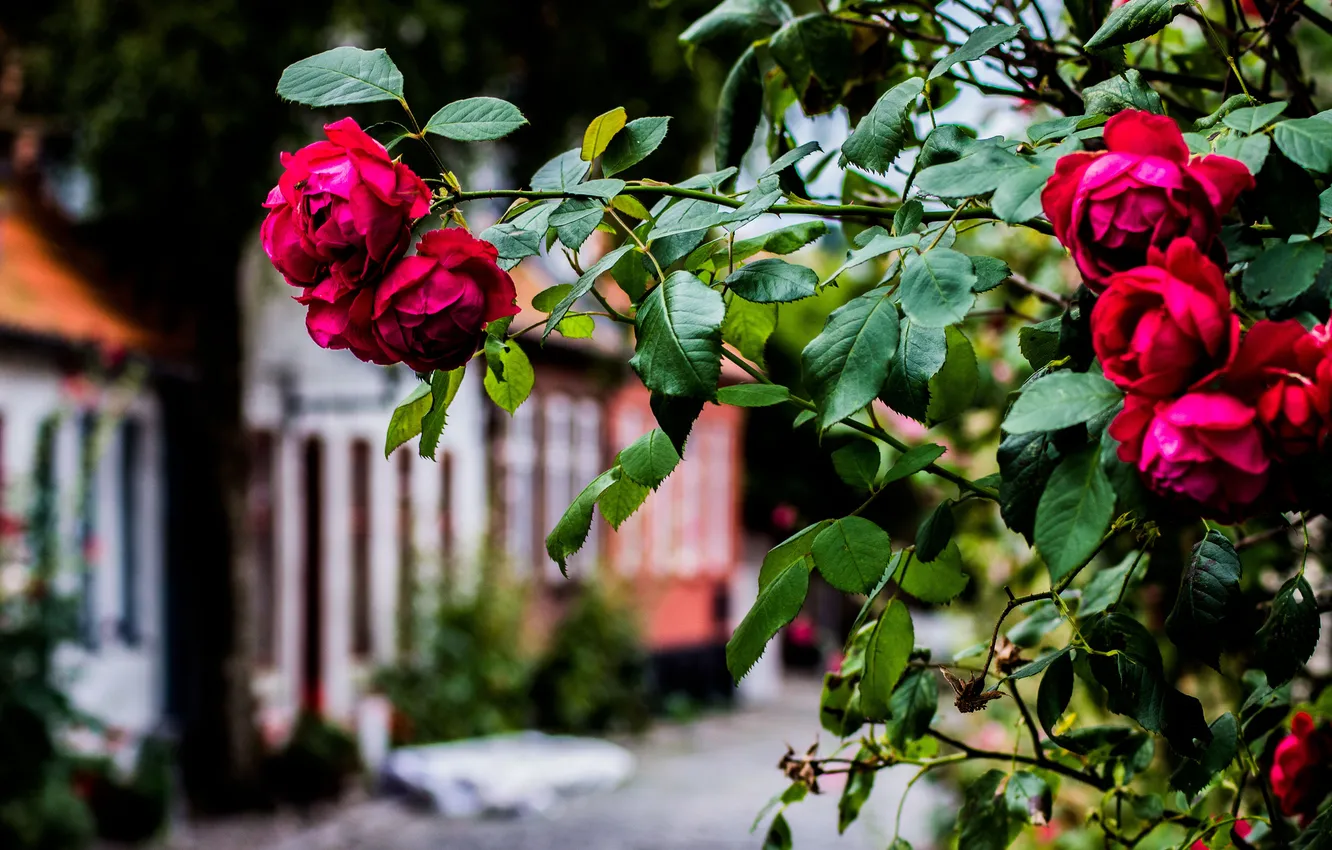 Photo wallpaper street, Bush, roses, red