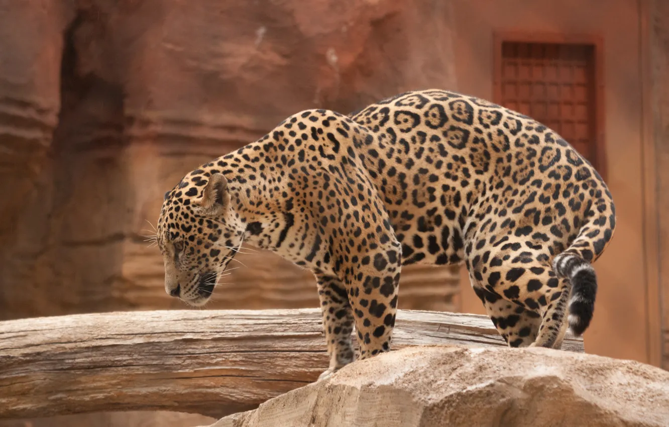 Photo wallpaper cat, stone, Jaguar, profile, log