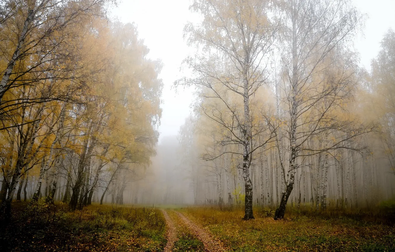 Photo wallpaper fog, Road, birch