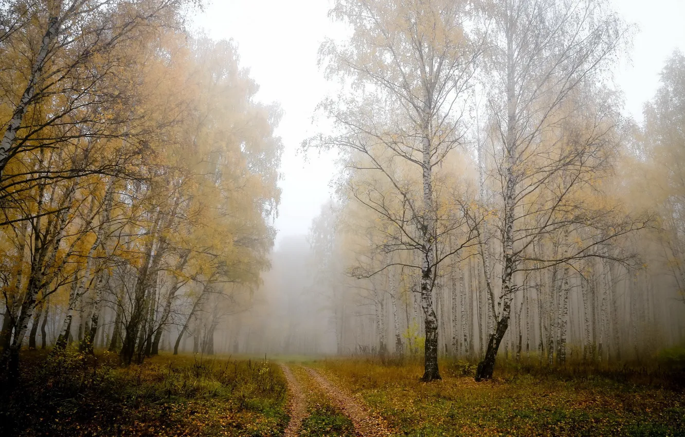 Photo wallpaper road, fog, birch