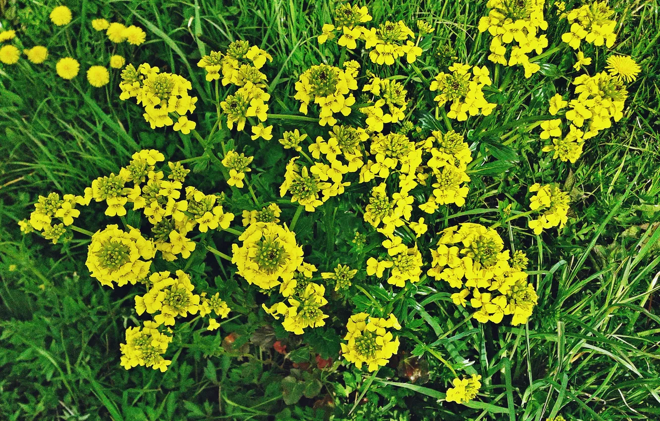 Photo wallpaper plant, May 2025, Field mustard