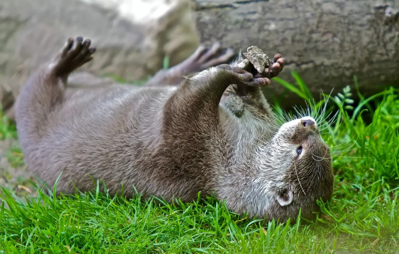 Photo wallpaper legs, plays, animal