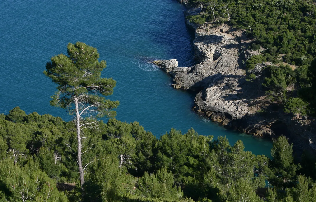 Photo wallpaper sea, trees, coast, Rocks, Italy, Italy, pine, Italia