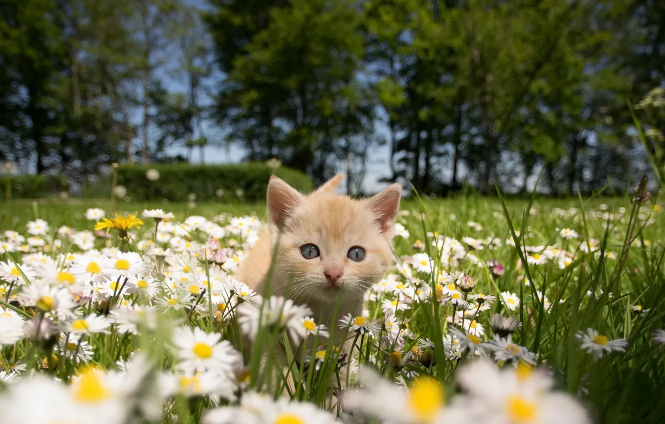 Photo wallpaper cat, summer, chamomile