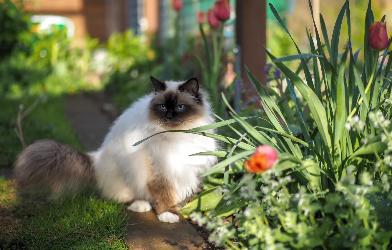 Photo wallpaper cat, cat, look, light, flowers, nature, spring, garden