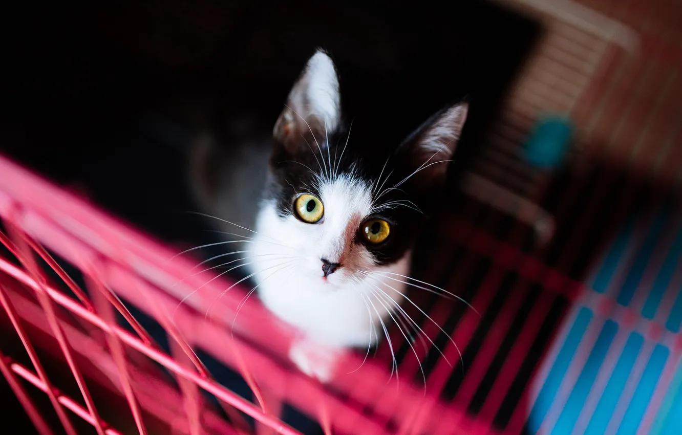 Photo wallpaper cat, cat, look, background, dark, portrait, grille, black and white
