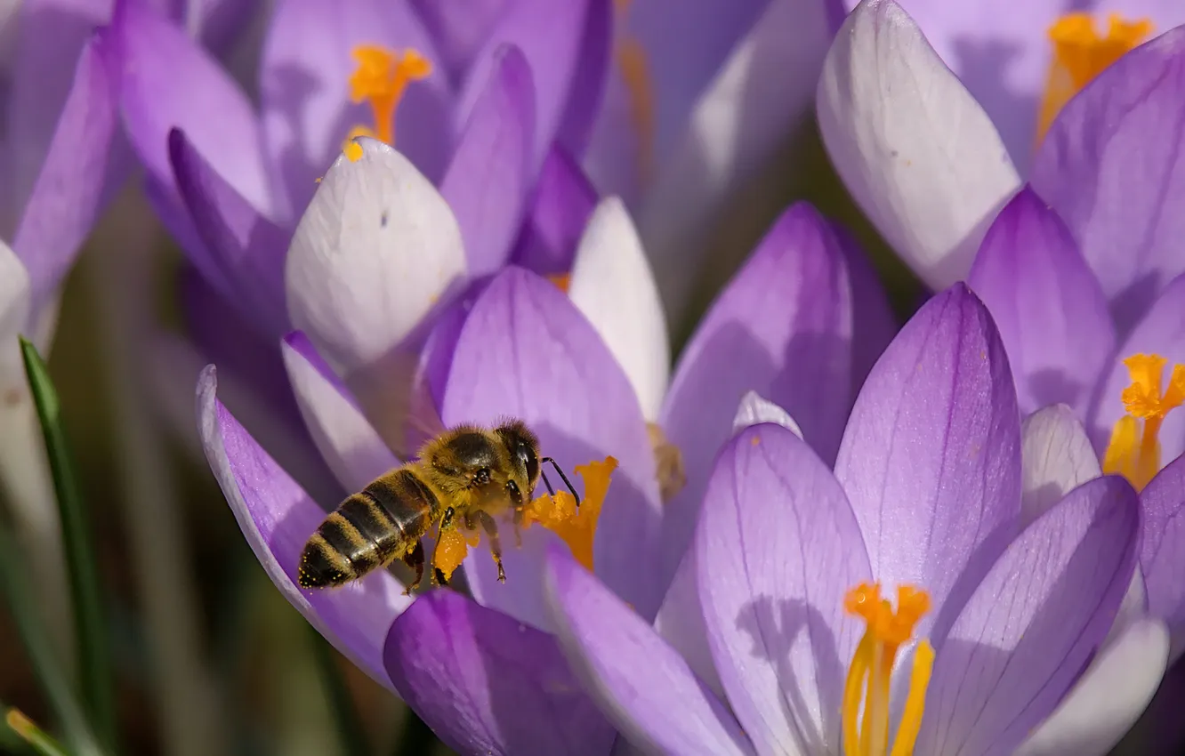 Photo wallpaper flowers, bee, spring, crocuses, lilac crocuses