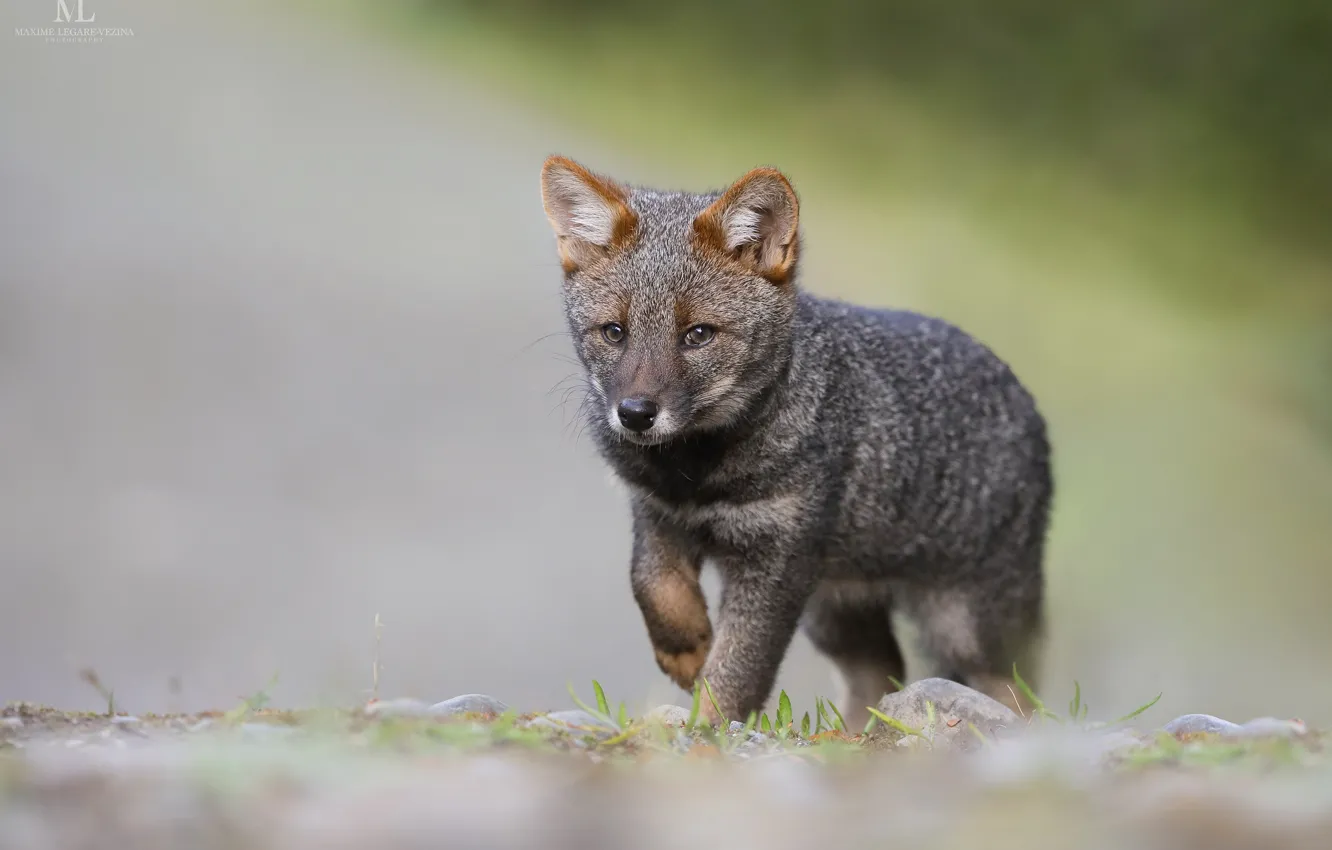 Photo wallpaper greens, grass, stones, background, muzzle, bokeh, Fox