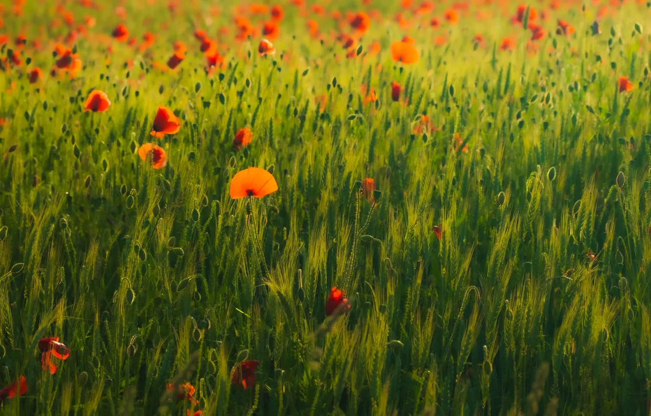 Photo wallpaper field, summer, light, flowers, red, rye, Maki, ears