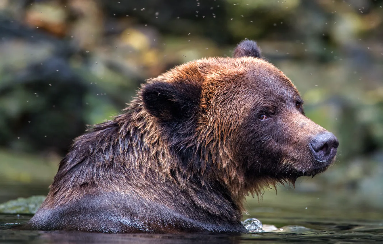 Photo wallpaper look, face, background, portrait, bear, bathing, pond, wildlife