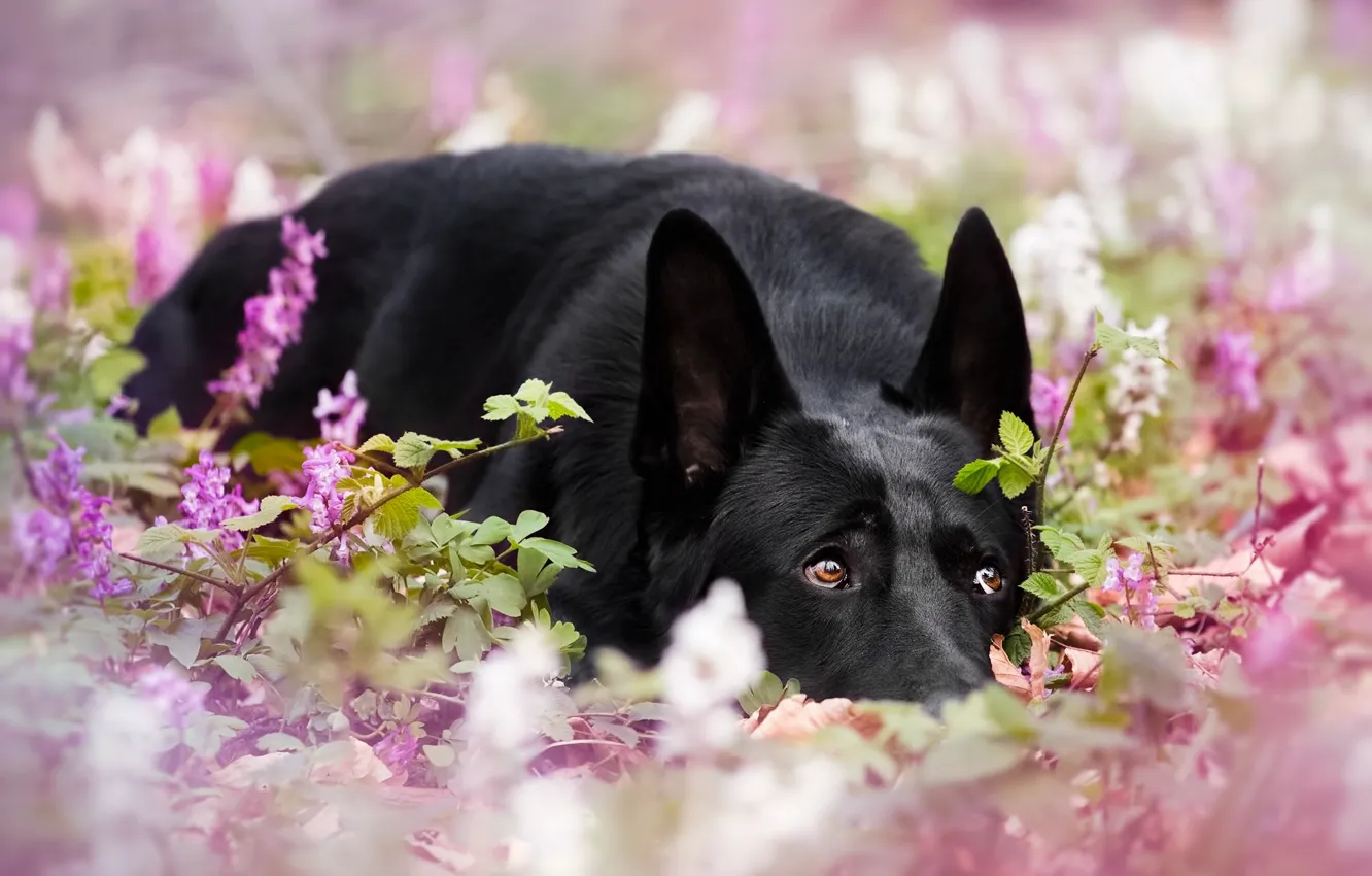 Photo wallpaper dog, flowers, German shepherd, bokeh