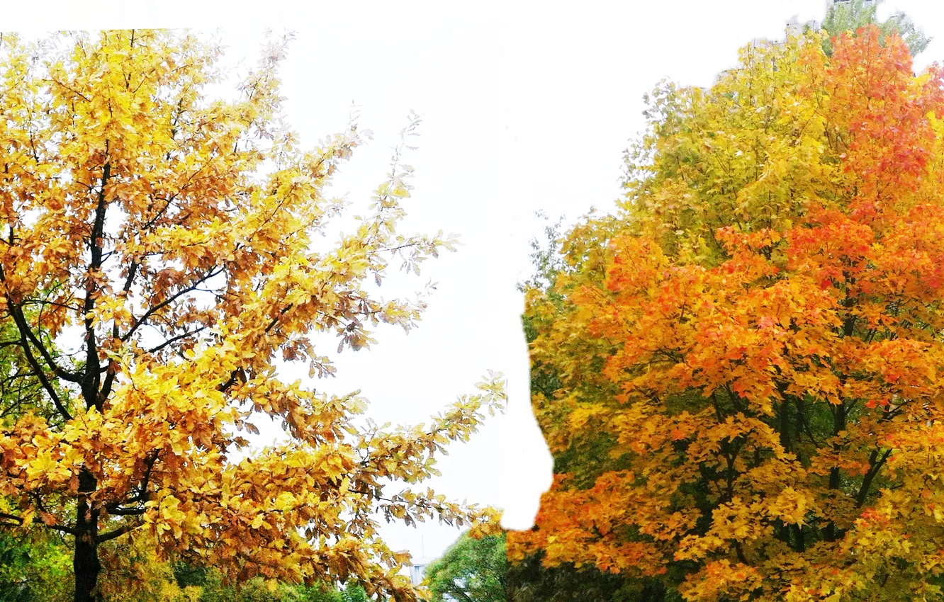 Photo wallpaper autumn, foliage, landscapes, October 2024